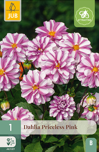 dahlia, dália, georgína, georgíny, dálie, hluza, hluzy, hluzy dalii, hluza georgin, hluza dalie, hluza georginy, hluzy georgin , priceless pink