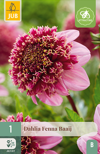 DÁLIA (GEORGÍNA) FENNA BAAIJ - 1 ks