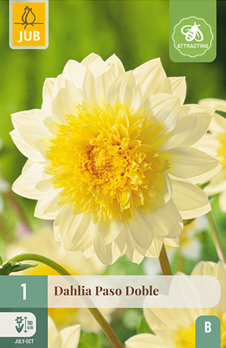 dahlia, dália, georgína, georgíny, dálie, hluza, hluzy, hluzy dalii, hluza georgin, hluza dalie, hluza georginy, hluzy georgin , paso doble