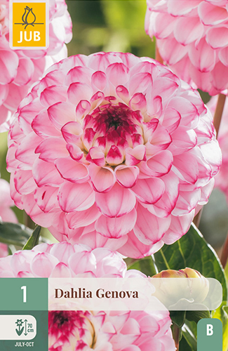 dahlia, dália, georgína, georgíny, dálie, hluza, hluzy, hluzy dalii, hluza georgin, hluza dalie, hluza georginy, hluzy georgin , genova