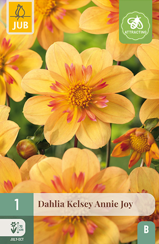 DÁLIA (GEORGÍNA) KELSEY ANNIE JOY - 1 ks