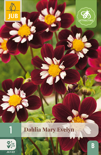DÁLIA (GEORGÍNA) MARY EVELYN - 1 ks