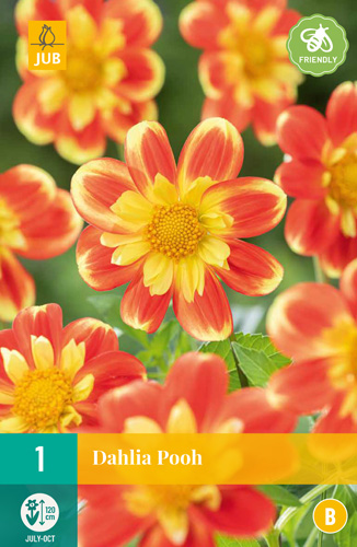 DÁLIA (GEORGÍNA) POOH - 1 ks