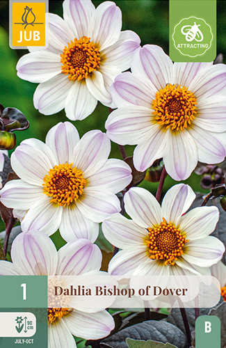 dahlia, dália, georgína, georgíny, dálie, hluza, hluzy, hluzy dalii, hluza georgin, hluza dalie, hluza georginy, hluzy georgin, bishop of dover