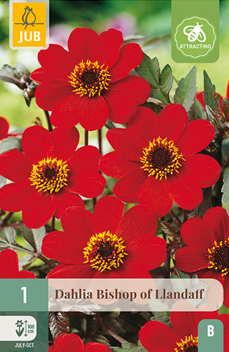 DÁLIA (GEORGÍNA) BISHOP OF LLANDAFF - 1 ks