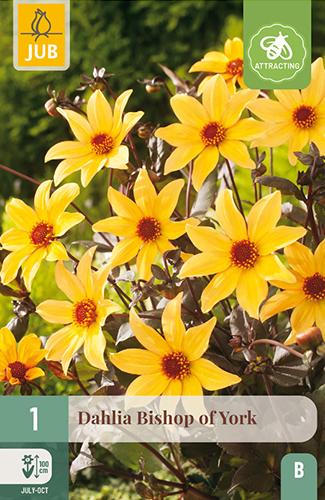 DÁLIA (GEORGÍNA) BISHOP OF YORK - 1 ks