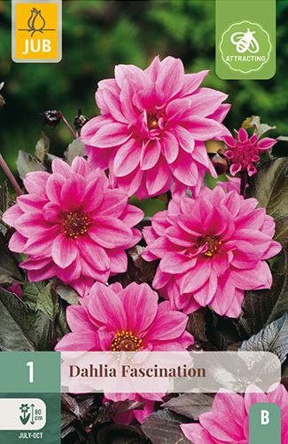 DÁLIA (GEORGÍNA) FASCINATION - 1 ks