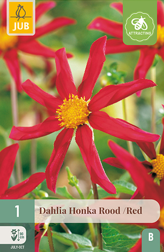 DÁLIA (GEORGÍNA) HONKA RED - 1 ks