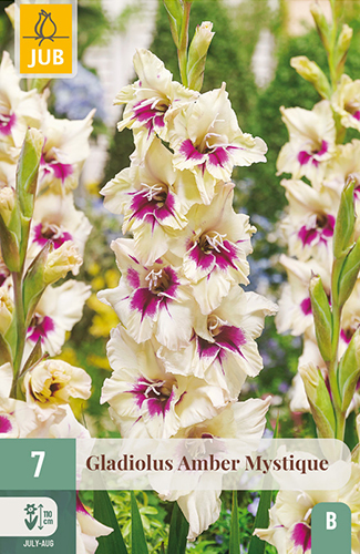GLADIOLY AMBER MISTIQUE - 7 ks