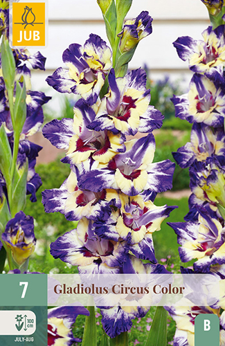 GLADIOLY CIRCUS COLOR - 7 ks