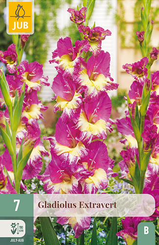 gladiola, gladioly, mečík, mečíky, cibuľoviny