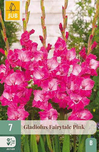 GLADIOLY FAIRYTALE PINK - 7 ks