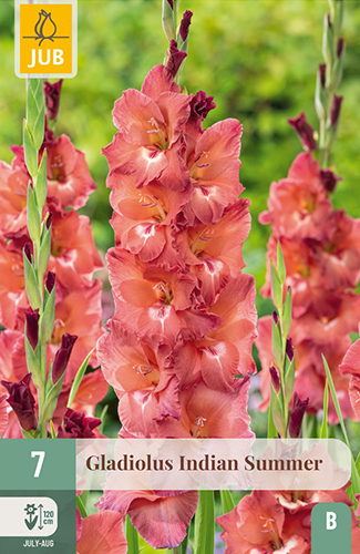 GLADIOLY INDIAN SUMMER - 7 ks