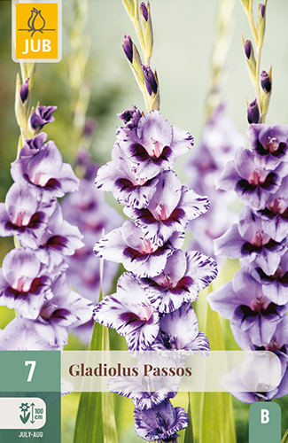 GLADIOLY PASSOS - 7 ks