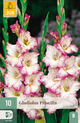 GLADIOLY PRISCILLA - 10 ks