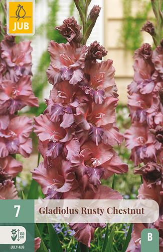 GLADIOLY RUSTY CHESTNUT - 7 ks