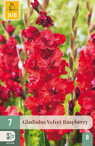 gladiola, gladioly, mečík, mečíky, cibuľoviny