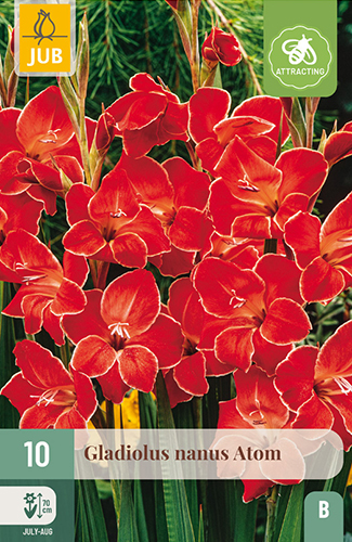 GLADIOLY ATOM - 10 ks