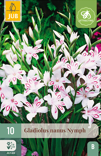 GLADIOLY NYMPH - 10 ks