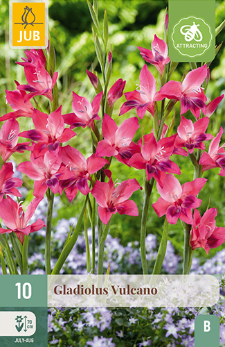 GLADIOLY VULCANO - 10 ks