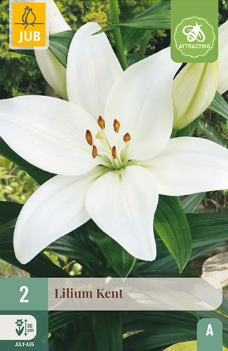 ľalia, ľalie, lilium, lilly, cibuľoviny, cibuľky