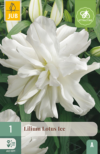 ĽALIA LOTUS ICE - 1 ks