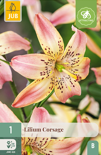 ĽALIA CORSAGE - 1 ks