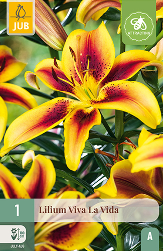 ĽALIA VIVA LA VIDA - 1 ks