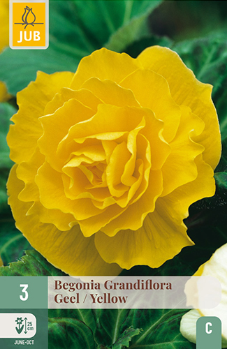BEGÓNIA GRANDIFLORA YELLOW - 3 ks
