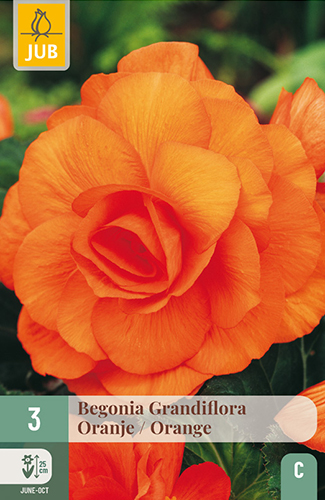 BEGÓNIA GRANDIFLORA ORANGE - 3 ks