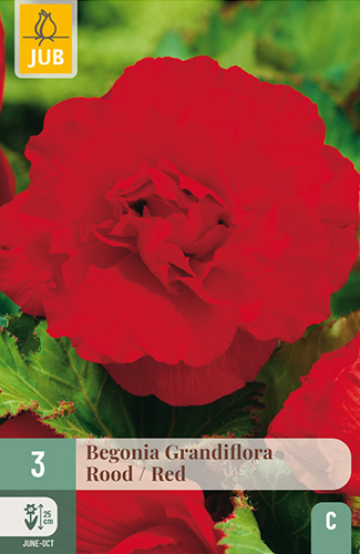 BEGÓNIA GRANDIFLORA RED - 3 ks