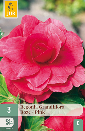 BEGÓNIA GRANDIFLORA PINK - 3 ks