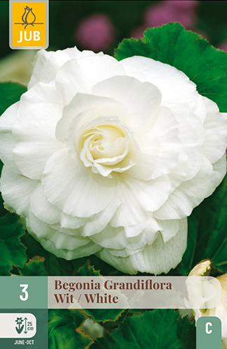 BEGÓNIA GRANDIFLORA WHITE - 3 ks