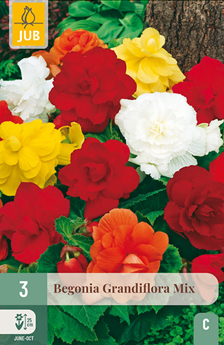 BEGÓNIA GRANDIFLORA MIX - 3 ks