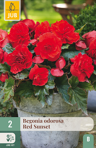 BEGÓNIA CASCADE ODOROSA RED SUNSET - 2 ks