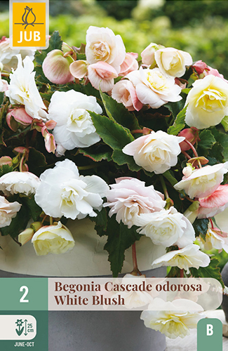 BEGÓNIA CASCADE ODOROSA WHITE BLUSH - 2 ks