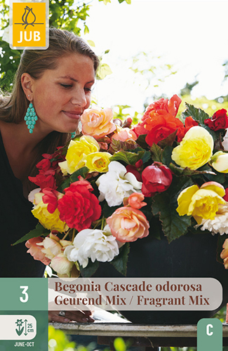 BEGÓNIA CASCADE ODOROSA FRAGRANT MIX - 3 ks