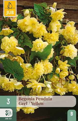 BEGÓNIA PENDULA YELLOW - 3 ks