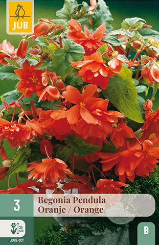 BEGÓNIA PENDULA ORANGE - 3 ks