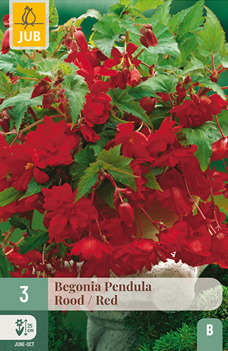 BEGÓNIA PENDULA RED - 3 ks