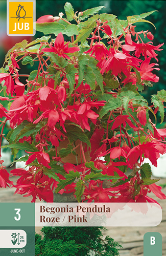 BEGÓNIA PENDULA PINK - 3 ks