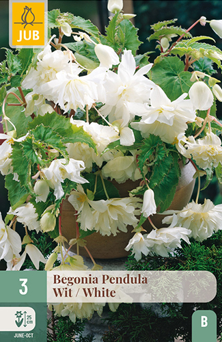 BEGÓNIA PENDULA WHITE - 3 ks