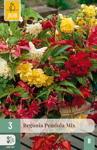 BEGÓNIA PENDULA MIX - 3 ks