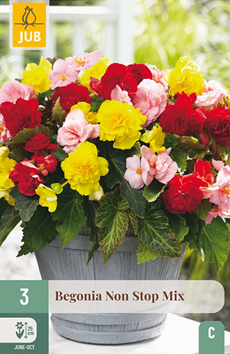 BEGÓNIA NON STOP MIX - 3 ks