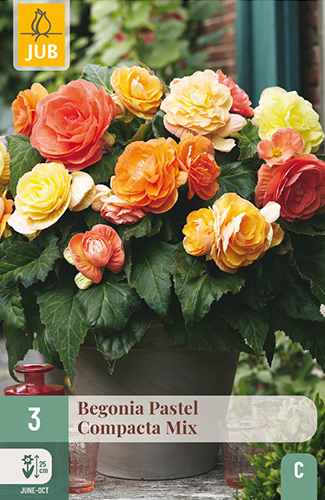 BEGÓNIA PASTEL COMPACTA MIX - 3 ks