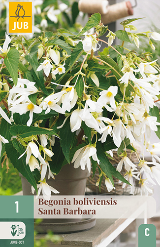 BEGÓNIA BOLIVIENSIS SANTA BARBARA - 1 ks