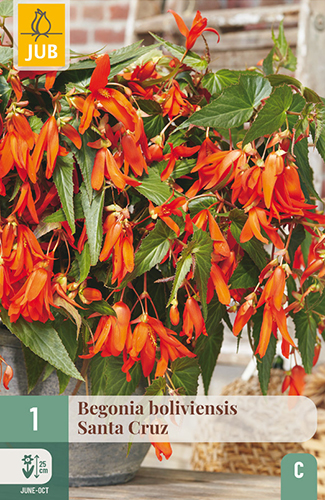 BEGÓNIA BOLIVIENSIS SANTA CRUZ - 1 ks