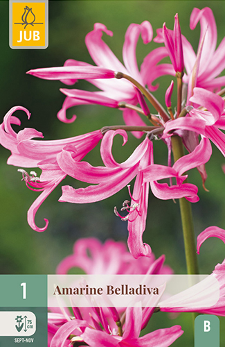AMARINE BELLADIVA - 1 ks