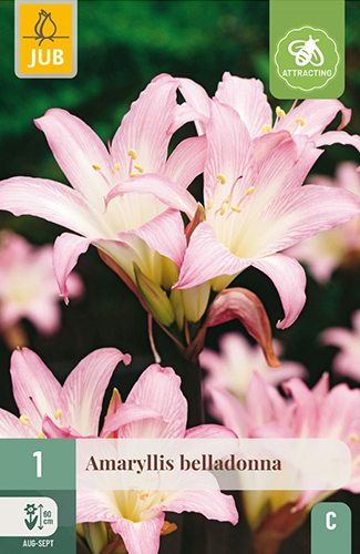 AMARYLLIS BELLADONNA - 1 ks