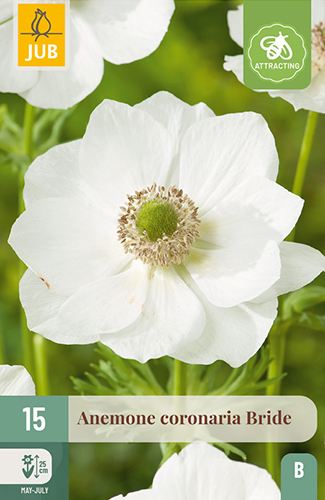 ANEMONE (VETERNICA) CORONARIA BRIDE - 15 ks